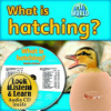 What_is_hatching_